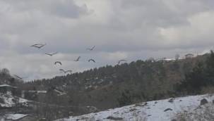 İstanbul'da mola veren leylekler için yem dağıtıldı