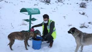 Kayseri Talas'ta sokak hayvanlarına yardım eli