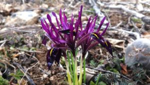 Kayseri'de yetişen 'kır navruzu' çiçek açtı