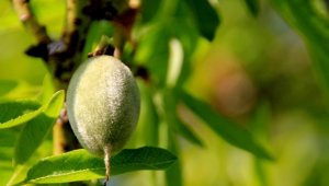 Mersin'de çağla hasadına başlandı 