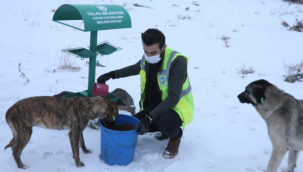 Talas'ta sokak hayvanlarına yardım eli