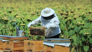 Tarım ve Orman Bakanlığından arıcılara ilave şeker arzı müjdesi