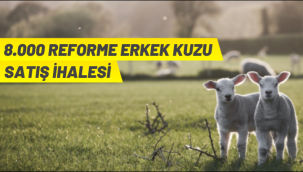 TİGEM'den kuzu satış ihalesi