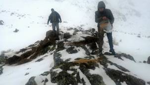 Yahyalı’da yabani hayvanlar için yemleme yapıldı