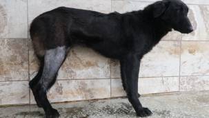 Yaralı köpek Patilik ile hayata bağlandı