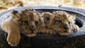 Ankara'daki yırtıcı hayvan parkında 3 aslan yavrusu dünyaya geldi