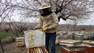 Arıcılar çiçek açan kayısı bahçelerinde kovan kolonisini güçlendiriyor