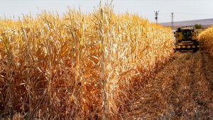 Bazı genetiği değiştirilmiş soya ve mısır çeşitlerinin hayvan yemlerinde kullanımı onaylandı