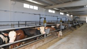 Beydeğirmeni Besi Bölgesi Projesi'nde ön talepler TOKİ'ye iletildi