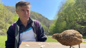 Bıldırcın 'Edi'nin sahibi ile dostluğu görenleri şaşırtıyor