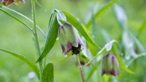 Çam Dağı'nın etekleri nisanda açan ters lalelerle renklendi