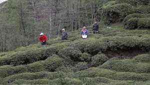 Doğu Karadeniz'de 204 bin üretici yaş çay sezonuna hazırlanıyor