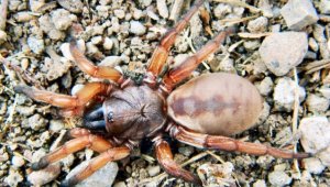 Eskişehir'de keşfedilen örümcek türü dünya literatürüne girdi