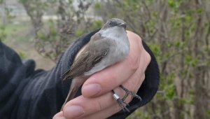 Estonya'da halkalanan 'küçük akgerdanlı ötleğen' Ankara'daki istasyonda ağa takıldı 