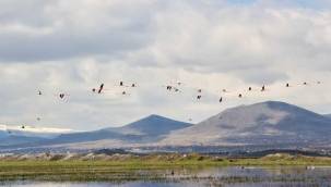 Flamingoların durağı Kayseri oldu