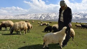Hakkari'de besiciler zorlu kışın ardından hayvanlarını yeşeren meralara saldı 