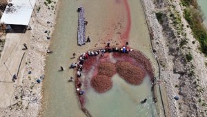 Hasadı tamamlanan tescilli turp üreticisini sevindirdi
