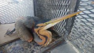 Kayseri'de yaralı halde bulunan erguvani balıkçıl kuşu tedavi altına alındı