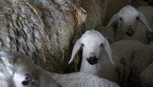 Konya'daki Gözlü Tarım İşletmesinde 'ikiz kuzu' bereketi