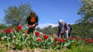 Kooperatifleşen kadınlar Hollanda'ya lale gönderiyor