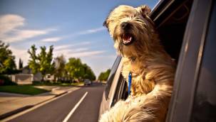 Köpekler Kafalarını Neden Arabanın Penceresinden Dışarıya Çıkarır? Sebebini Öğrenince İnanamayacaksınız