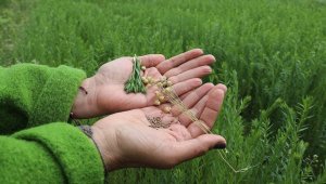 Kuraklığa dayanıklı ketenin üretimi yeni yerli tohumlarla artacak