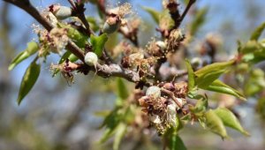 Malatya'da zirai don kayısı bahçelerine zarar verdi