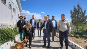 Mardin’de sokak hayvanları için doğal yaşam alanı oluşturuluyor