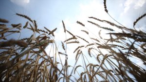 Ramazan ayında hububat ve bakliyat ürünlerinde fiyat artışı beklenmiyor