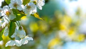 Sıcaklıklar yükselmeye devam edecek| 26 - 30 Nisan 2022 haftası hava tahmini  