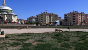 Sivas'ta sahipsiz köpeklerin saldırdığı çocuk yaralandı