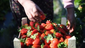 Tescilli Silifke çileğinde 80 bin ton rekolte hedefleniyor