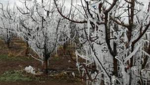 Yüksek verim için ağaçlara 'suni donlama' yapıyor