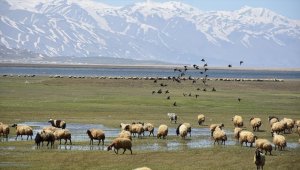 Yüksekova Nehil Sazlığı göçmen kuşlarla şenlendi