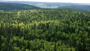 4 ilde bazı alanlar orman sınırları dışına çıkartıldı