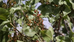 Antep fıstığında 200 bin ton rekolte bekleniyor