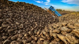 Bakan Kirişci'den pancar üreticisi çiftçiye nakdi avans müjdesi