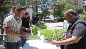 Beypazarı Belediyesinden üreticilere sebze fidesi desteği