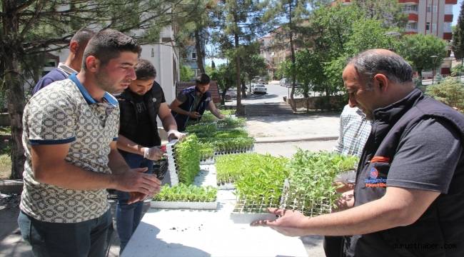 Beypazarı Belediyesinden üreticilere sebze fidesi desteği