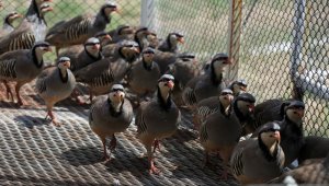 Binlerce keklik 'kene ve süne avı' için gün sayıyor