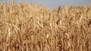 Bu sezon buğdayda rekoltenin yüksek olması bekleniyor