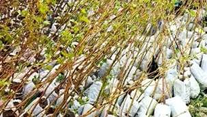 Develi’de ‘fidanlar çürümeye terk edildi’ tartışması