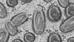 DSÖ, maymun çiçeği virüsünün yeni bir salgına dönmesini öngörmüyor