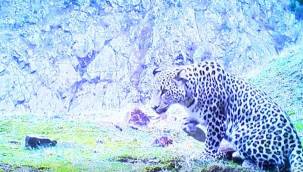 En son 1974'te görülmüştü: Anadolu leoparı yurduna geri döndü