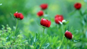 Ender görülen şakayık türü İtecik Lalesi Uşak'ta çiçek açtı