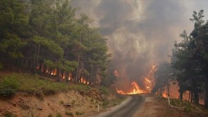 Honduras'ta bu yıl orman yangınlarında 78 bin 600 hektar alan kül oldu
