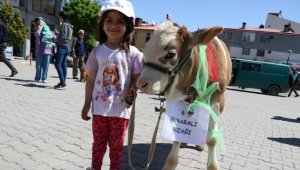 Iğdır'da 'En Güzel Buzağı Yarışması' renkli görüntüler oluşturdu