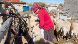 Kayseri Büyükşehir Belediyesi Ücretsiz küçükbaş hayvan dağıtımı yapacak! 