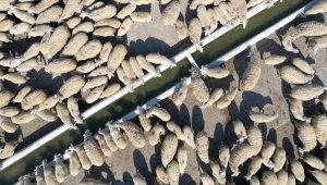 Kırmızı et üretiminde küçükbaşın payının artması tüketiciye olumlu yansıyacak