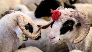 Kurban Bayramı'nda tavuk bile kesemeyeceğiz! Fiyatlar el yakıyor! İşte 2022 Kurban Bayramı büyükbaş küçükbaş kurbanlık fiyatları